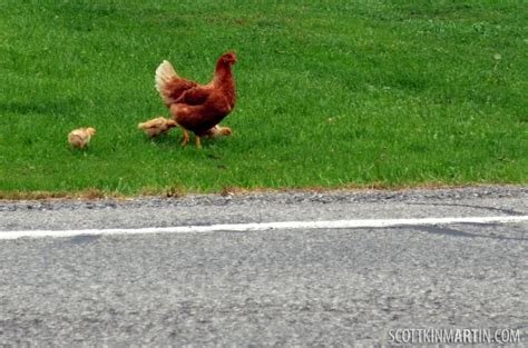 Descubre el Juego Adictivo de la Calle de Pollo en España en Línea, chicken road casino