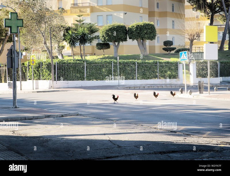 Best chicken road oficial in Spain