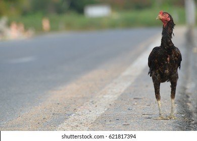 Italy - chicken road gioco Italy - chicken road gioco